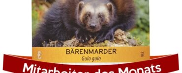 Mitarbeiter des Monats - Bärenmarder